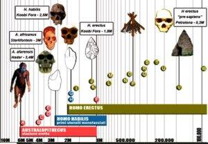 L'evoluzione umana